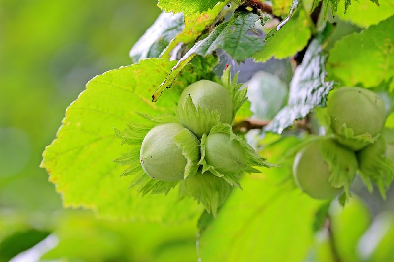 Corylus avellana VkG 6