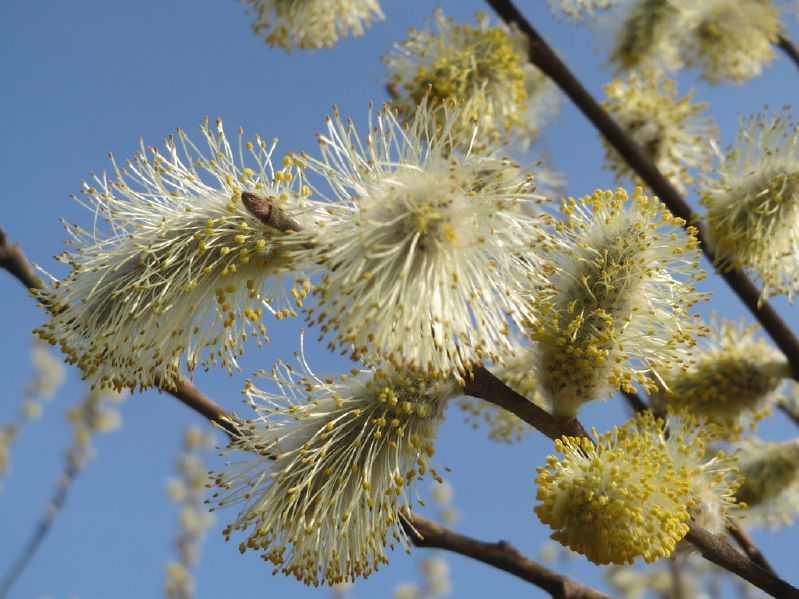 Salix caprea VkG 5