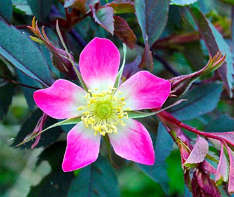 Rosa glauca VkG 3