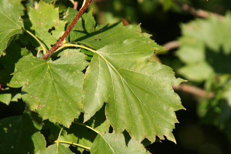 Sorbus torminalis VkG 6