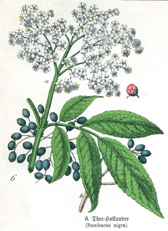 Sambucus nigra VkG 3