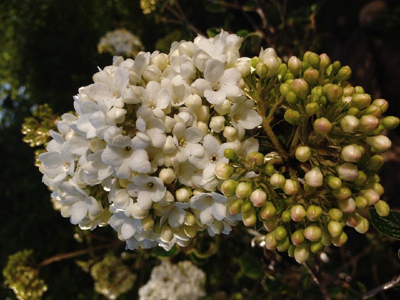 Viburnum opulus VkG 4