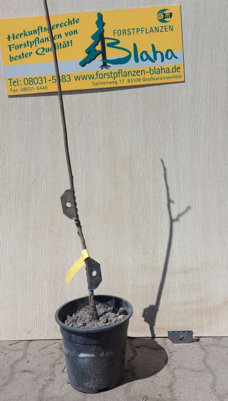 Fegeschutzplättchen