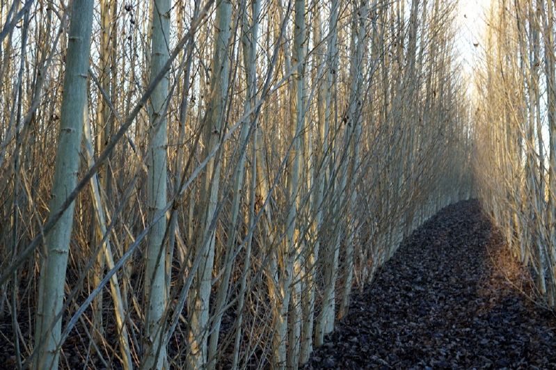 Populus trichocarpa HKG 952 05 "Fritzi -Pauley"