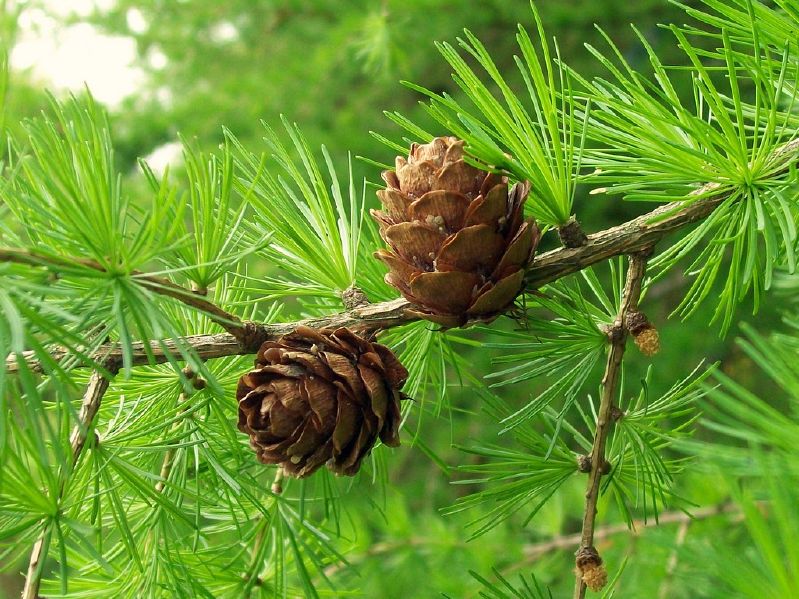 Larix decidua HkG 83702
