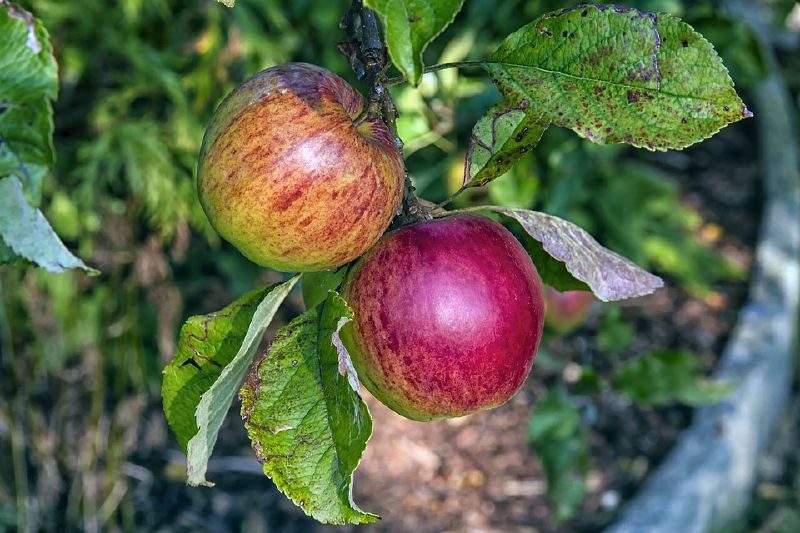 Apfel - Roter Boskoop