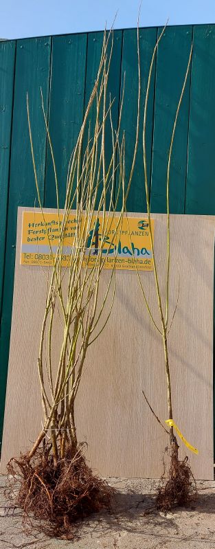 Salix viminalis VkG 3