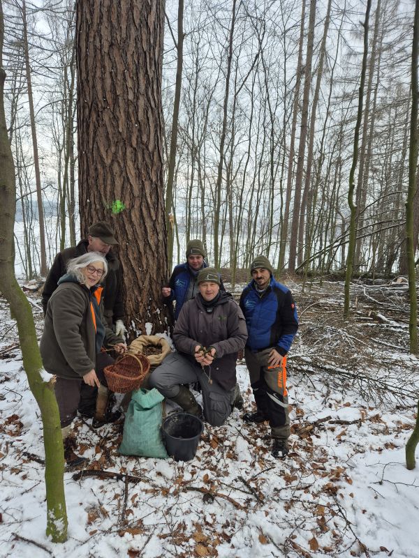Larix russica (Endl.)