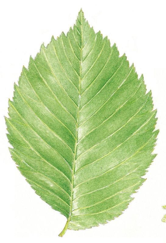 Ulmus laevis VkG 1