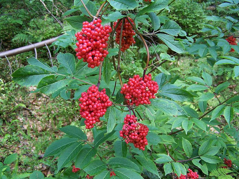 Sambucus racemosa VkG 2