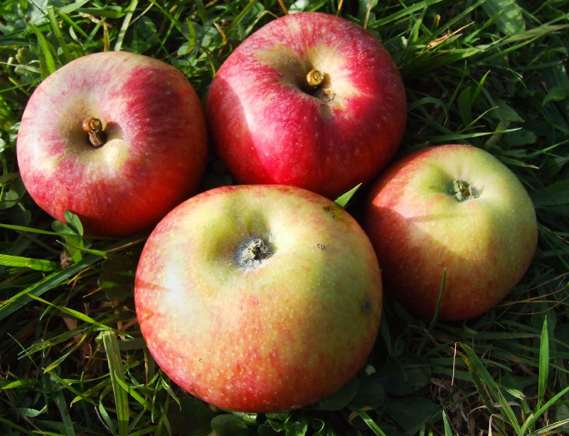 Apfel - Jakob Fischer