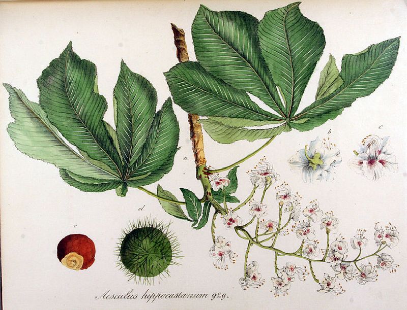 Aesculus hippocastanum