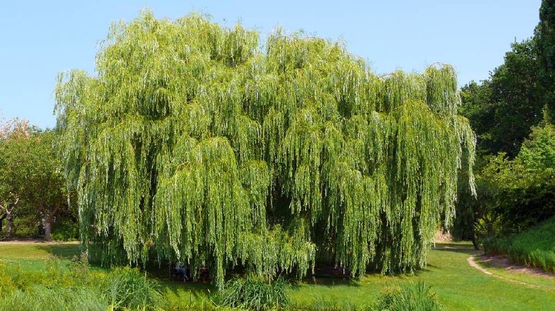 Salix alba VkG 4