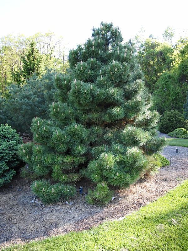 Pinus nigra austriaca HkG 84701