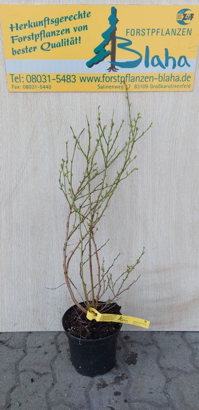 Heidelbeere - Vaccinium