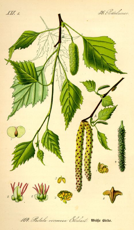 Betula pendula HkG 80402