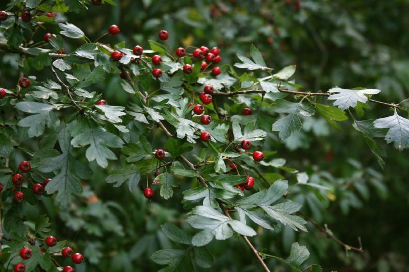 Crataegus VkG 5