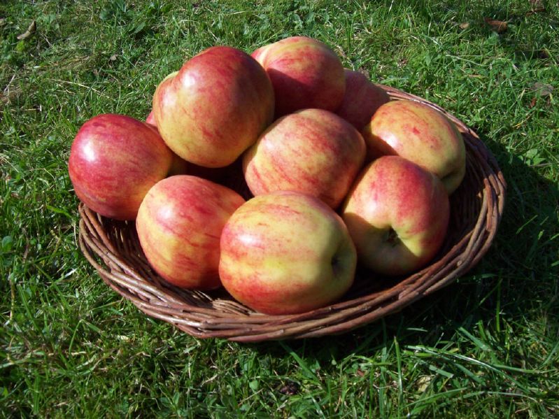 Apfel - Gravensteiner