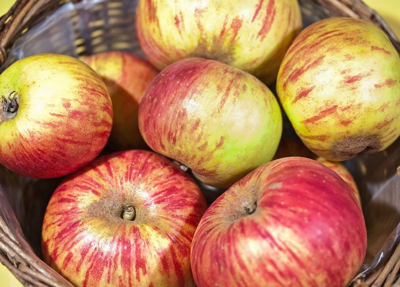 Apfel - Jakob Lebel