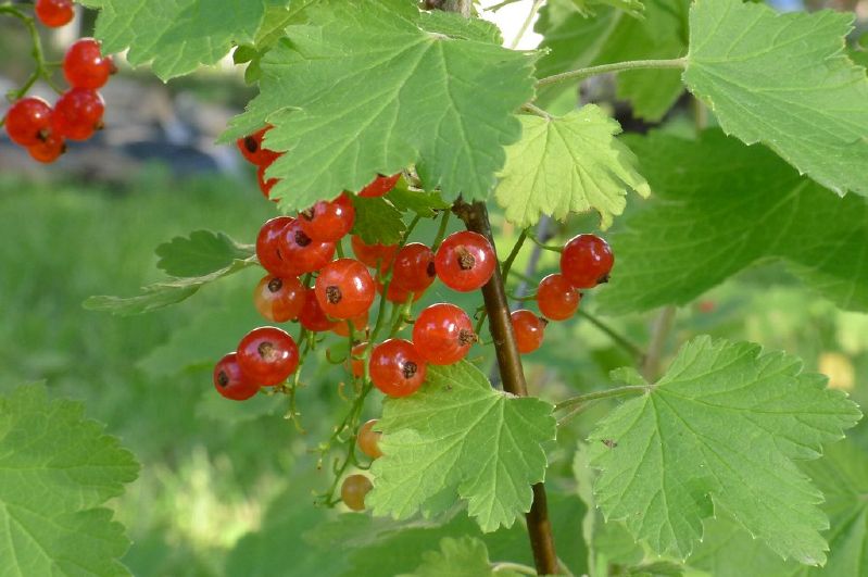 Ribes rubrum VkG 2