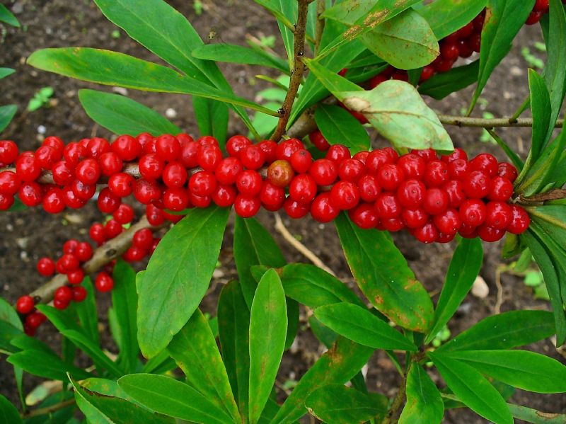 Daphne mezereum VkG 4