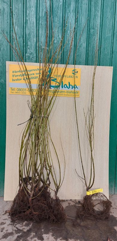 Salix caprea VkG 4