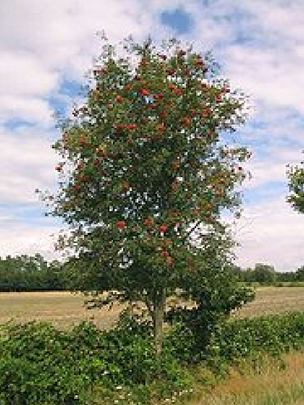 Sorbus aucuparia VkG 3