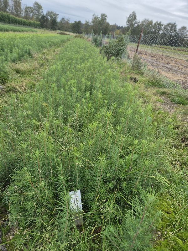 Larix russica (Endl.)