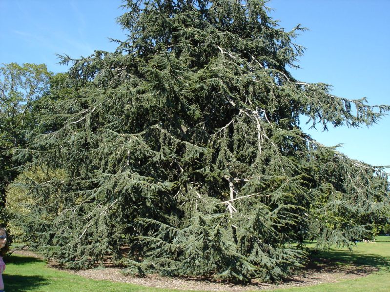 Cedrus atlantica