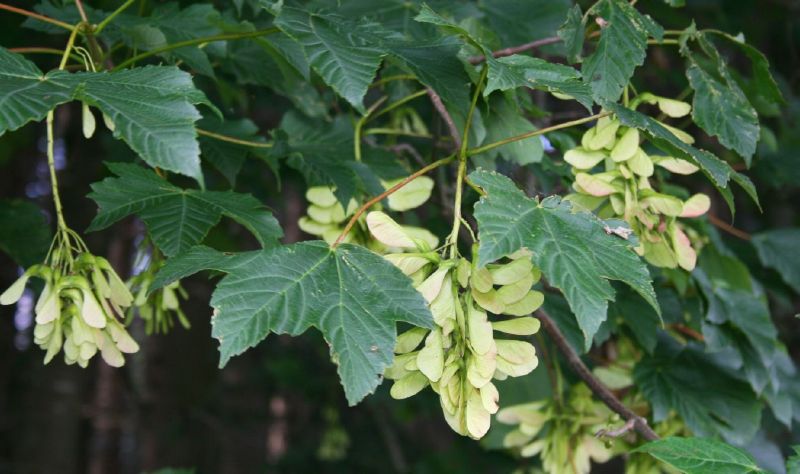 Acer pseudoplatanus HkG 80102