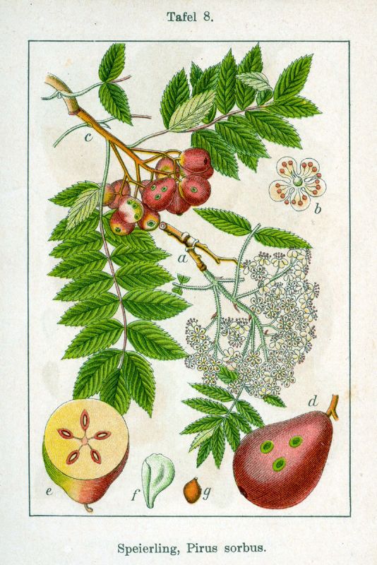 Sorbus domestica VkG 6