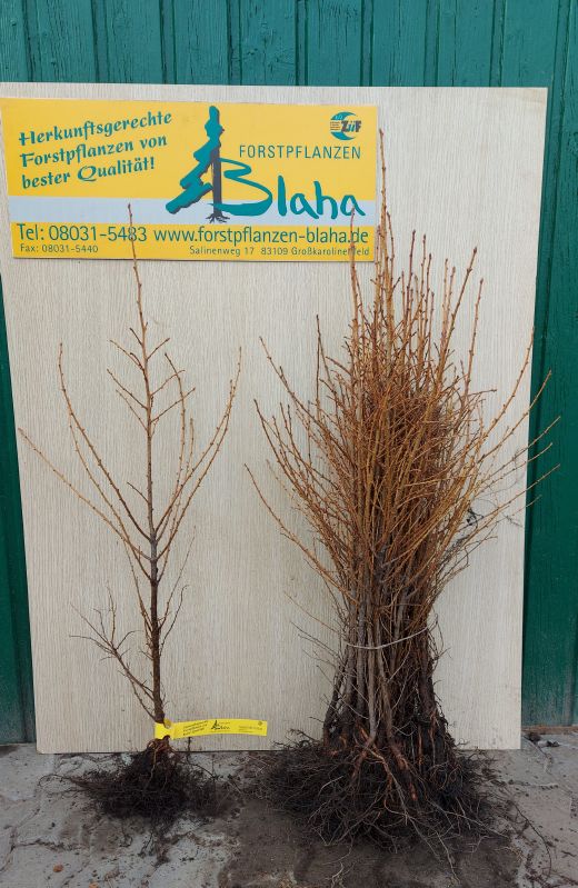 Larix kaempferi HkG 83901