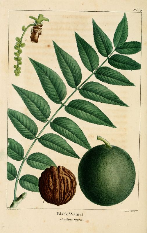 Juglans nigra