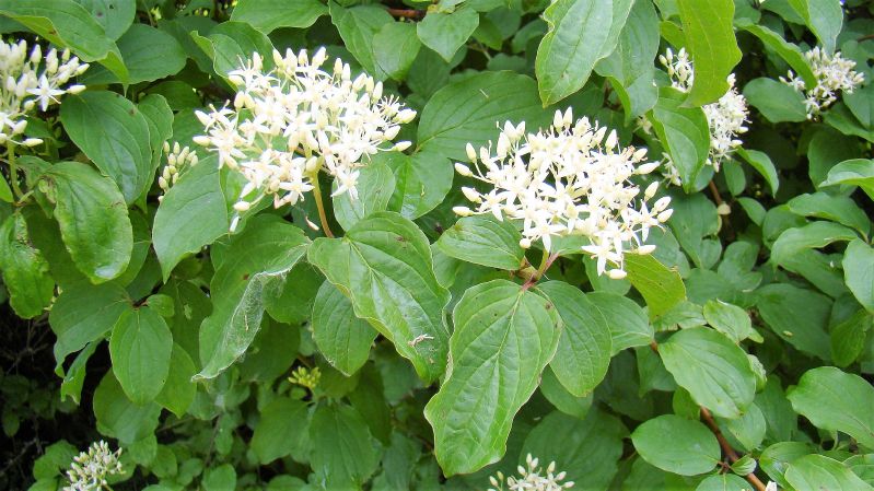 Cornus sanguinea VkG 1