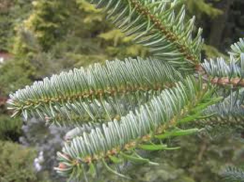 Abies nordmanniana