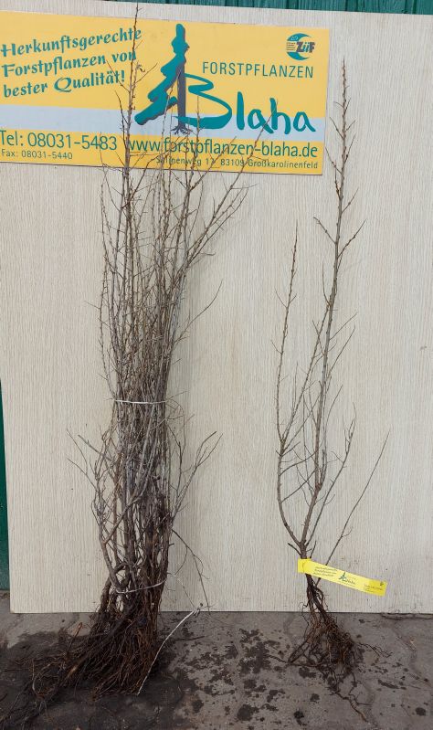 Hippophae rhamnoides VkG 4