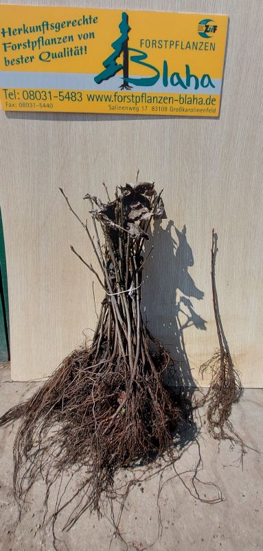 Sorbus aria VkG 3