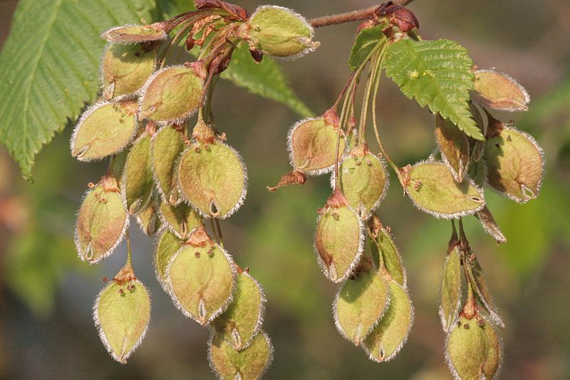 Ulmus laevis VkG 5