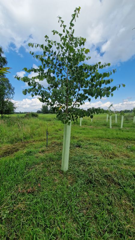 Solitärbaum autochton mB StU