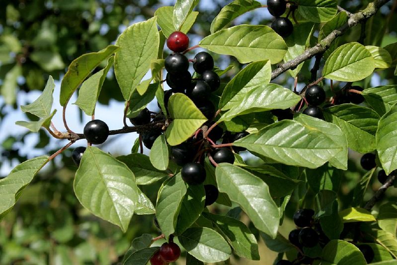 Rhamnus frangula VkG 2