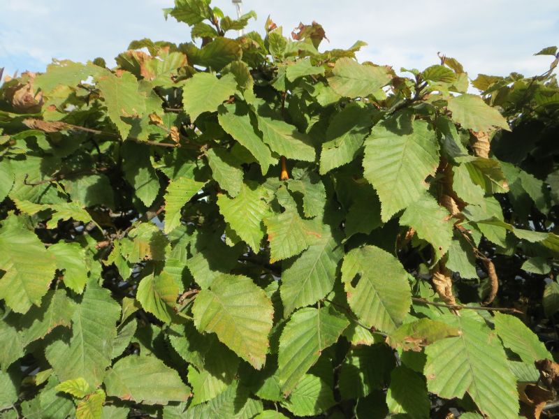 Carpinus betulus Heckenware
