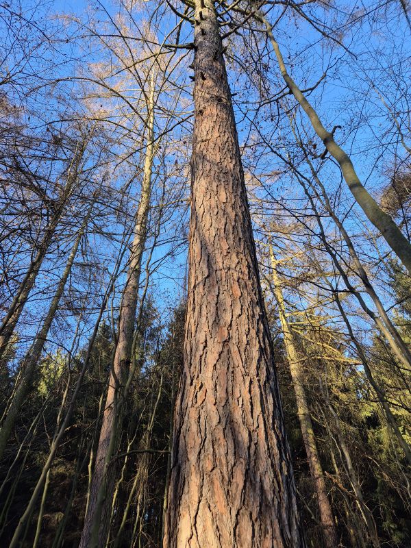 Larix russica (Endl.)