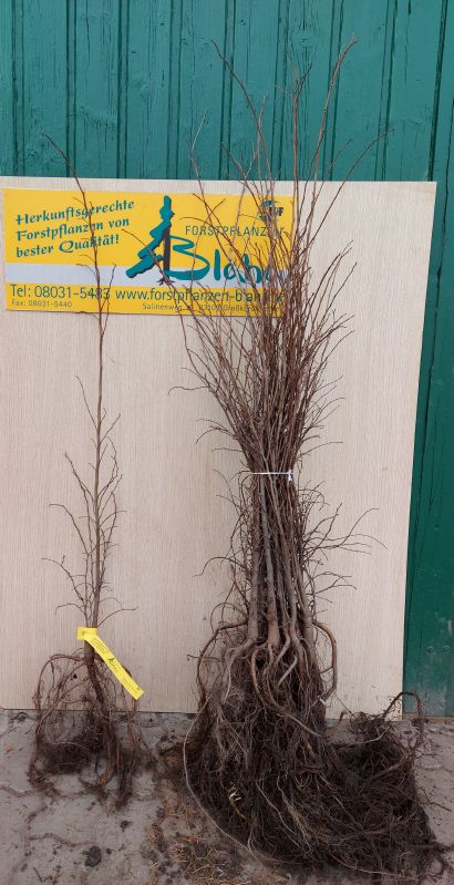 Ulmus carpinifolica VkG 6