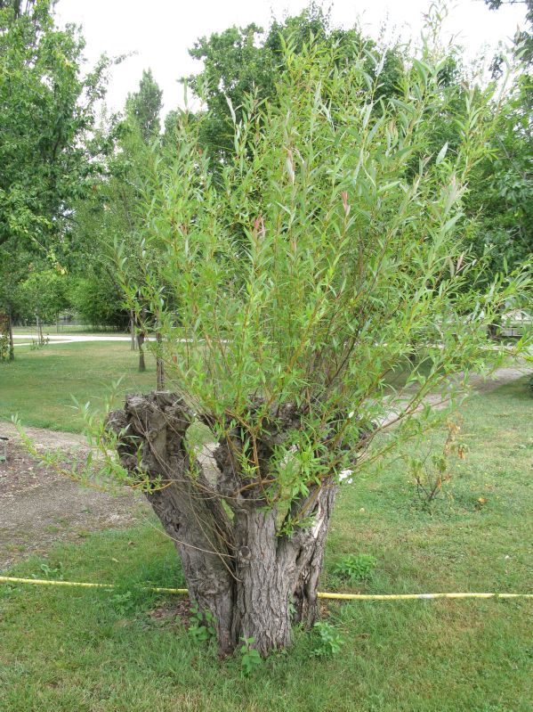 Salix viminalis VkG 2