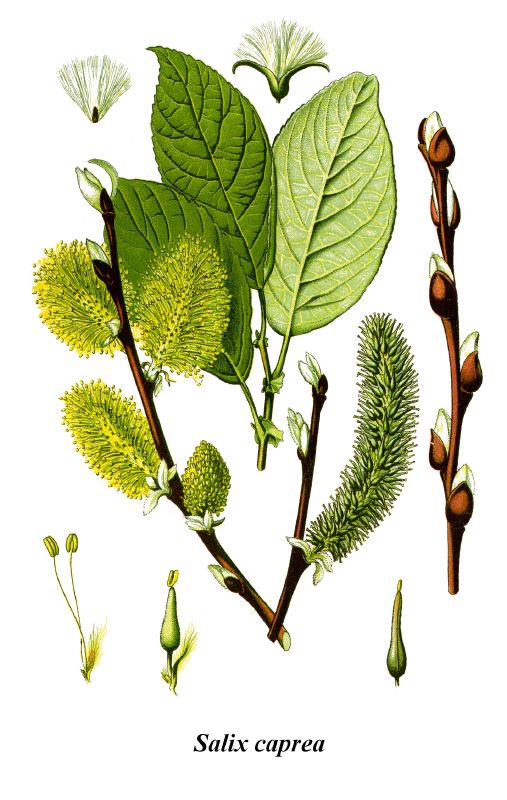 Salix caprea VkG 1