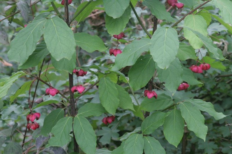 Euonymus europaeus VkG 2
